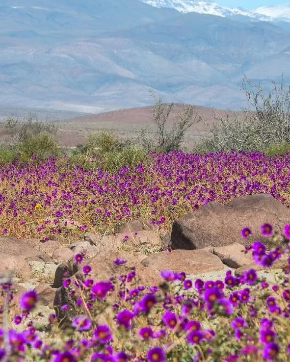 Atacama rainfall crossed 180 millimetres in some areas | X (@fascinatingonX)