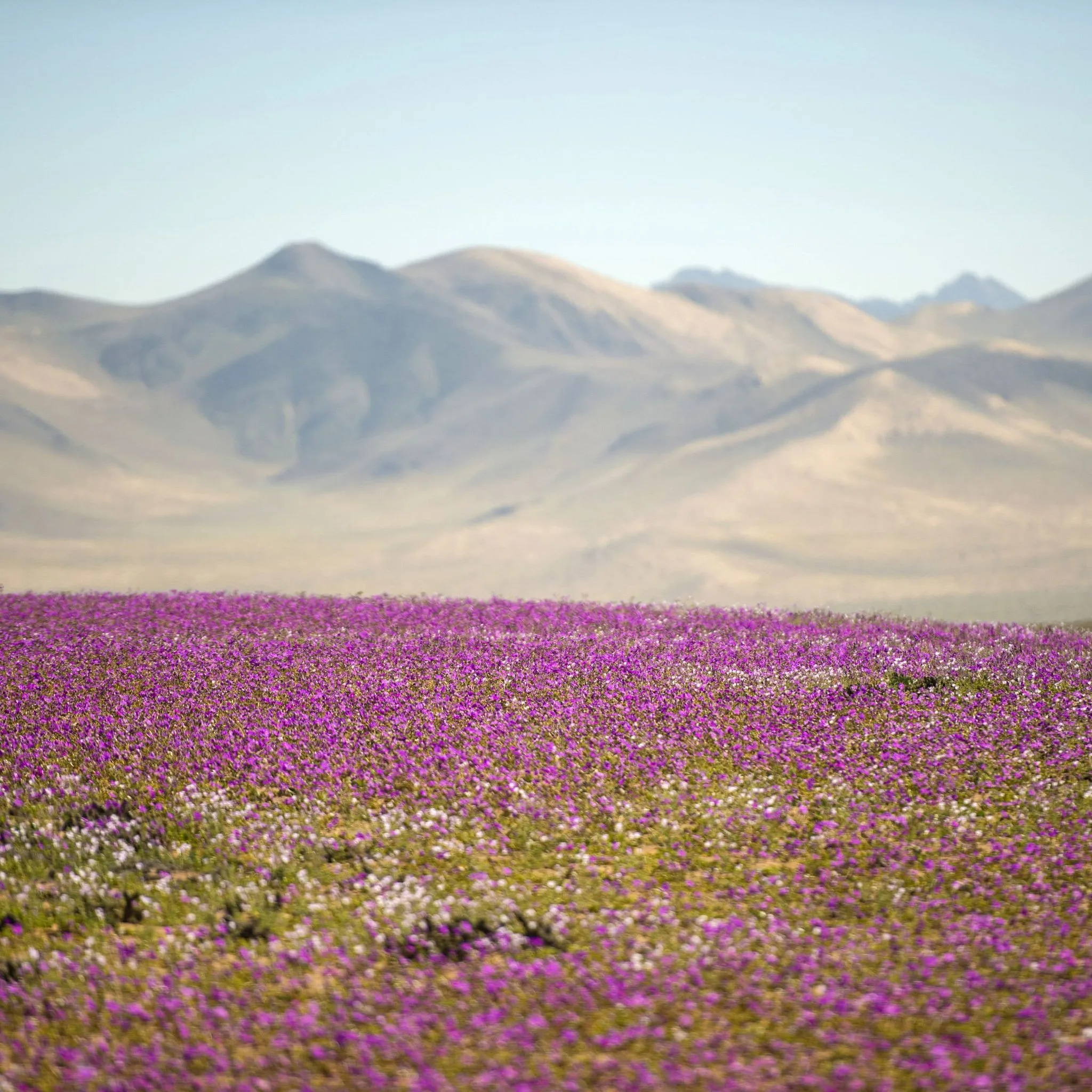 More than 200 plant species can lie dormant beneath the Atacama Desert, waiting for the rare combination of moisture, heat and light | X (@cirosalla)