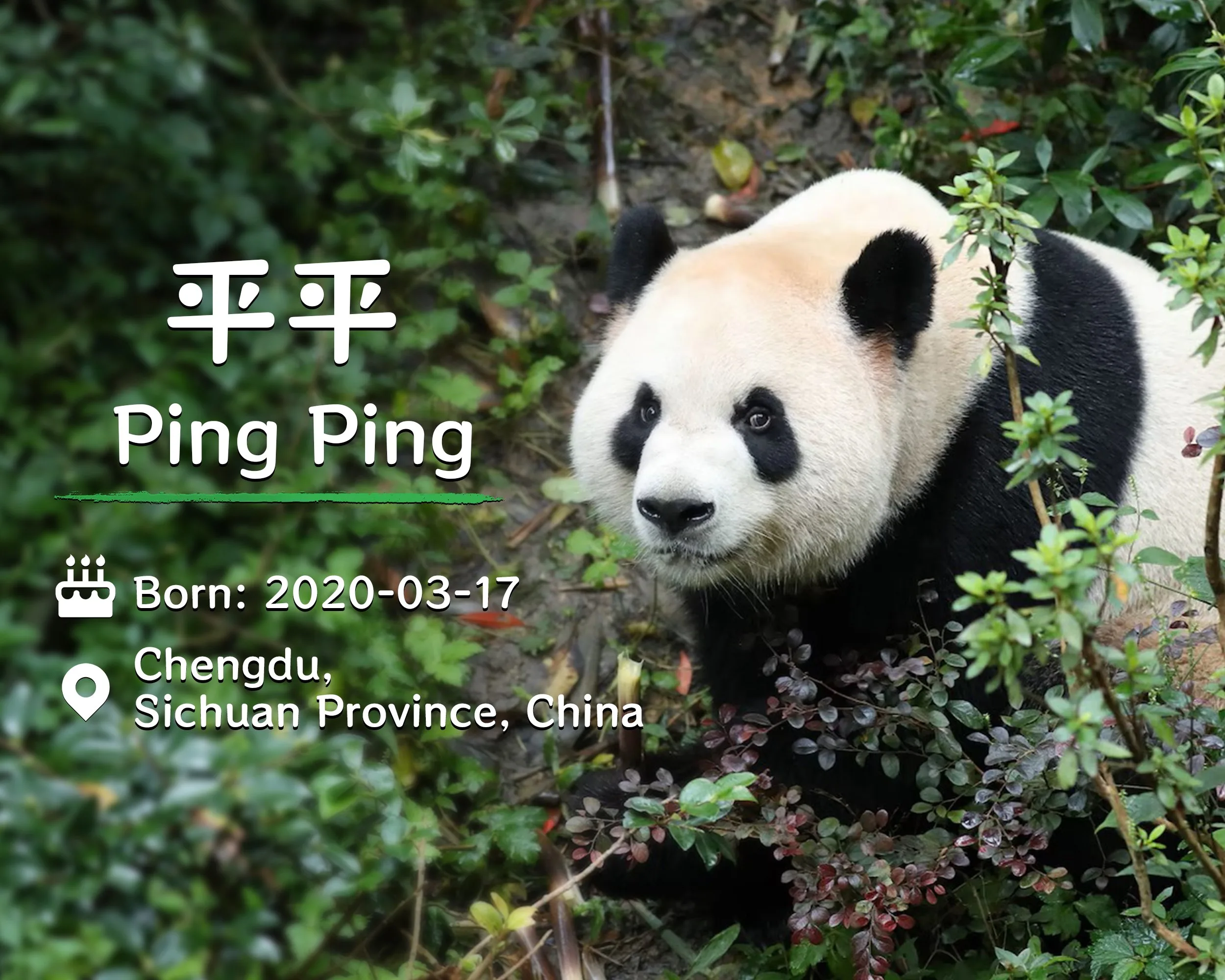 Ping Ping, one of China’s giant pandas returning to Atlanta, is at the centre of the latest chapter in panda diplomacy | X (@SpoxCHN_MaoNing)