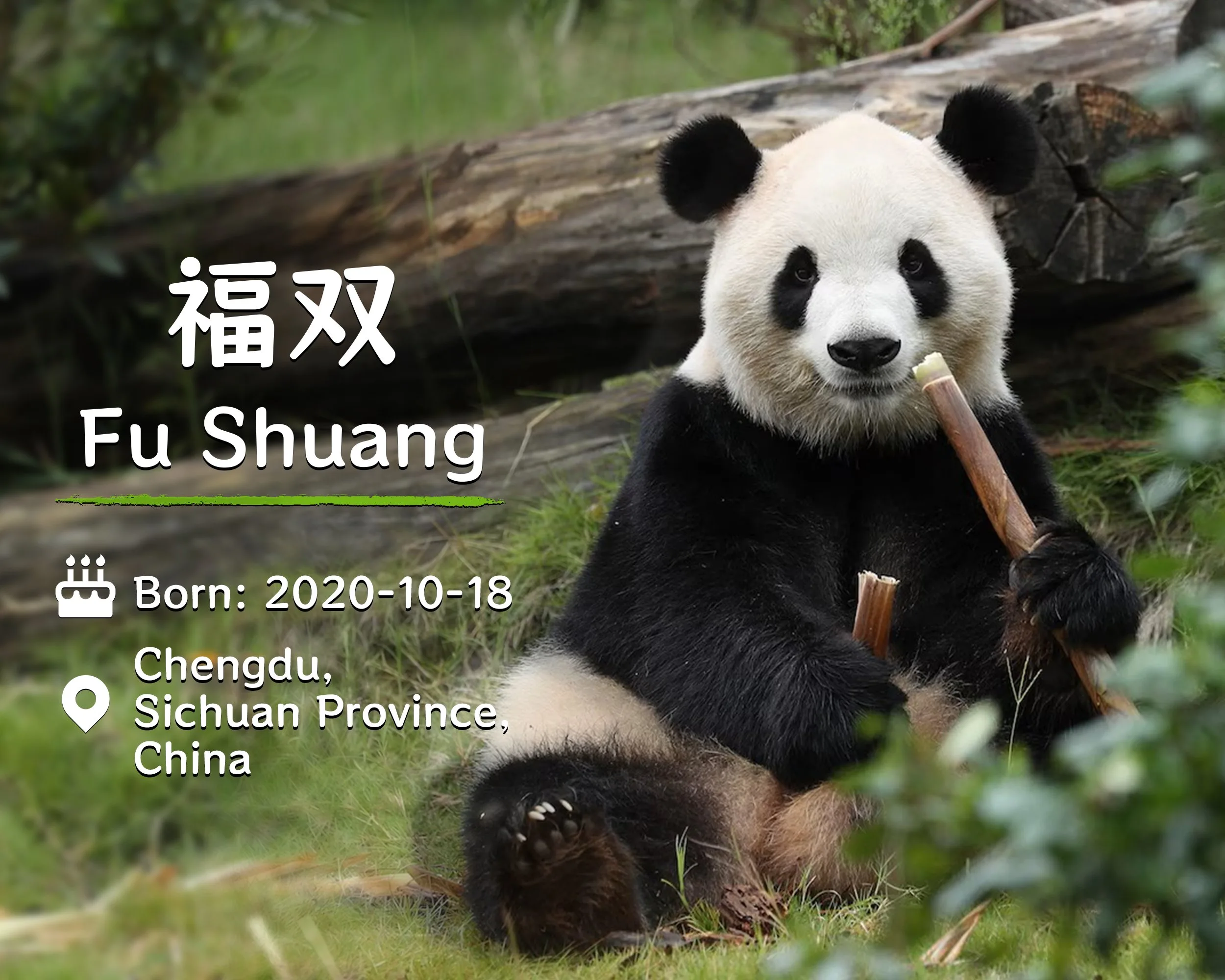 Fu Shuang is among the giant pandas strengthening the long-standing link between China, Atlanta and panda diplomacy | X (@SpoxCHN_MaoNing)