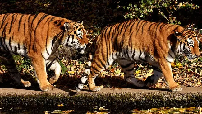 Tigers at Buxa Tiger Reserve