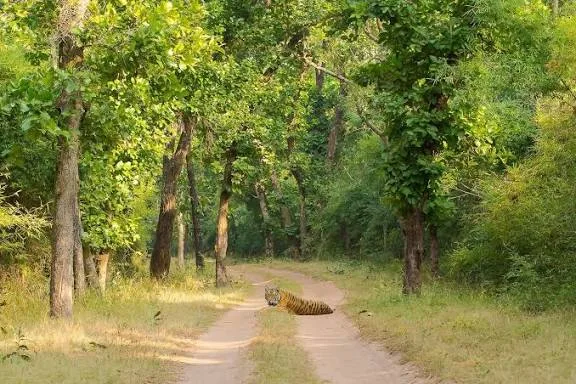 Union minister Durgadas Uikey wrote to Chief Minister Mohan Yadav seeking changes to or suspension of the directive, saying it was not in consonance with the Forest Rights Act. (ANI)