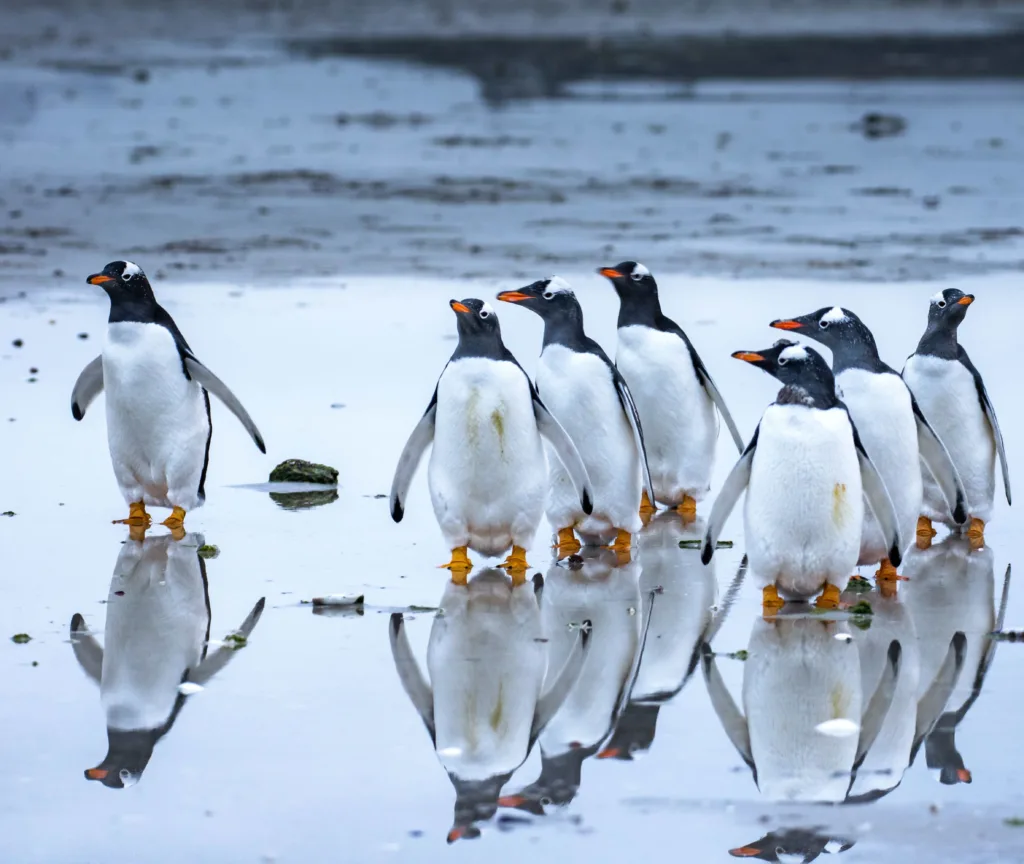Group of Gentoo penguins walking by the shore reflecting on the wet surface. Photographed in Falkland Islands.
