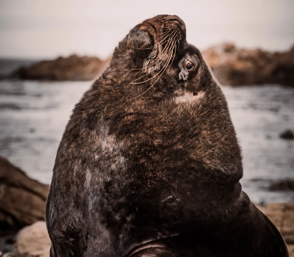 A majestic sea lion poses on rocky shores in Stanley.