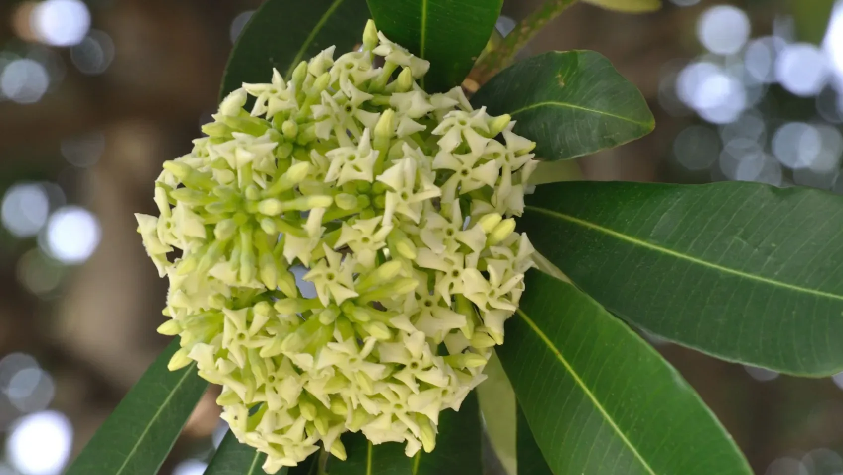 Delhi to Kolkata: The Saptaparni tree behind October’s distinctive floral fragrance