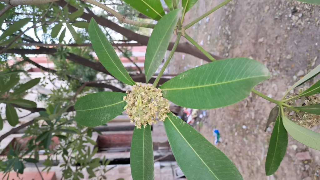 Delhi to Kolkata: The Saptaparni tree connection