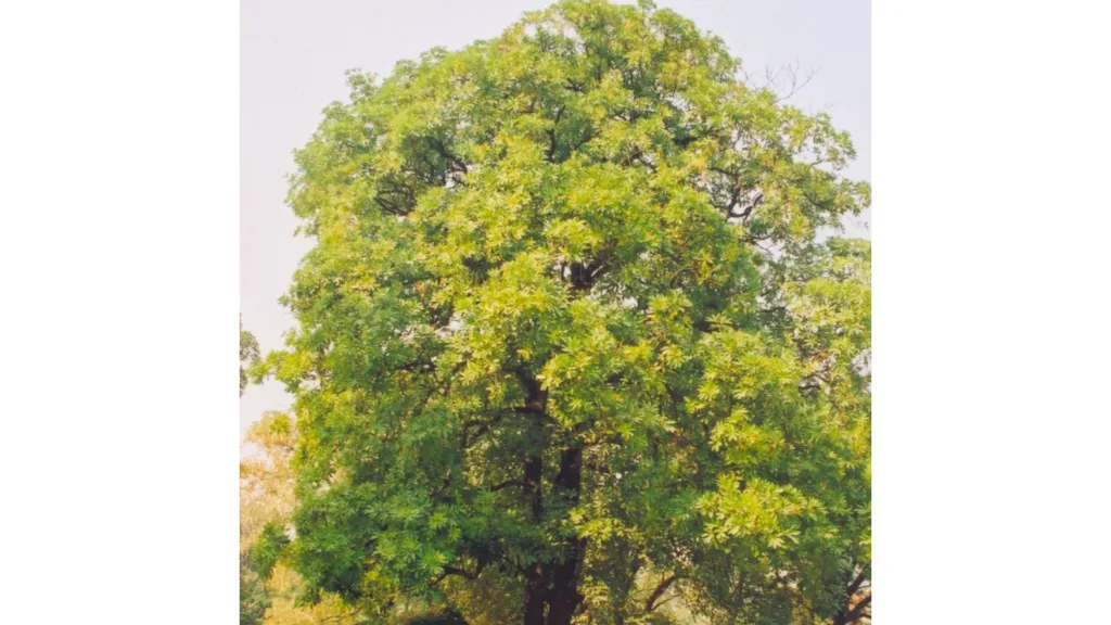 Delhi to Kolkata: The Saptaparni tree connection