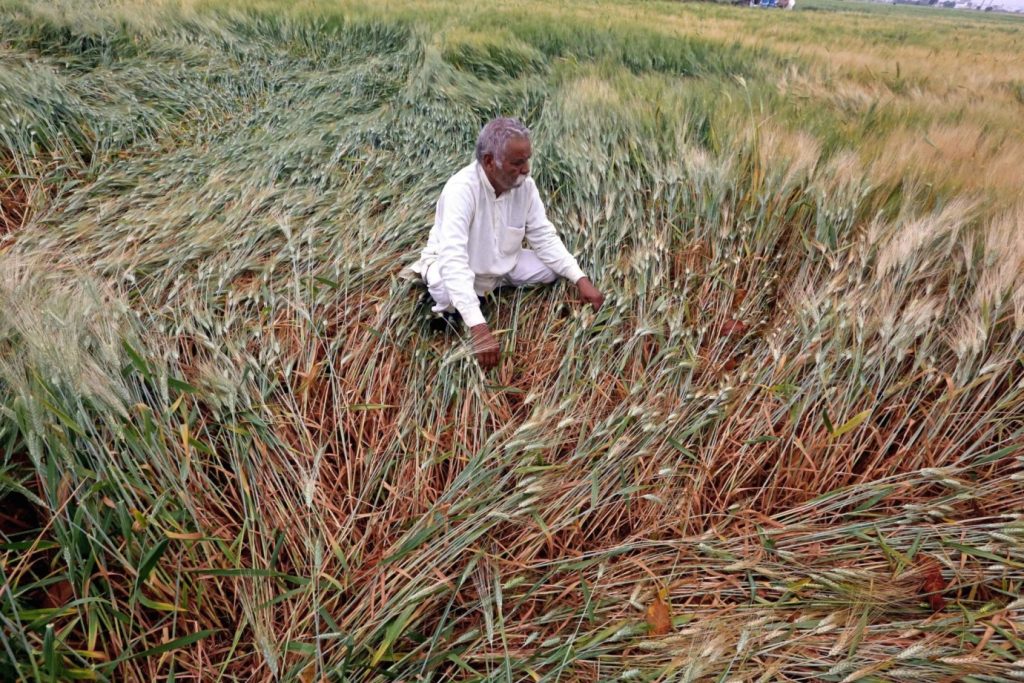 Pulses have been sown over 3.71 Mha, reflecting a 22 per cent decline from a year ago | Representative image/ANI