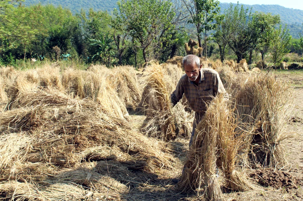 The Food Corporation of India (FCI) has dismissed reports claiming a ₹1,160 crore rice diversion under the ethanol blending programme / ANI