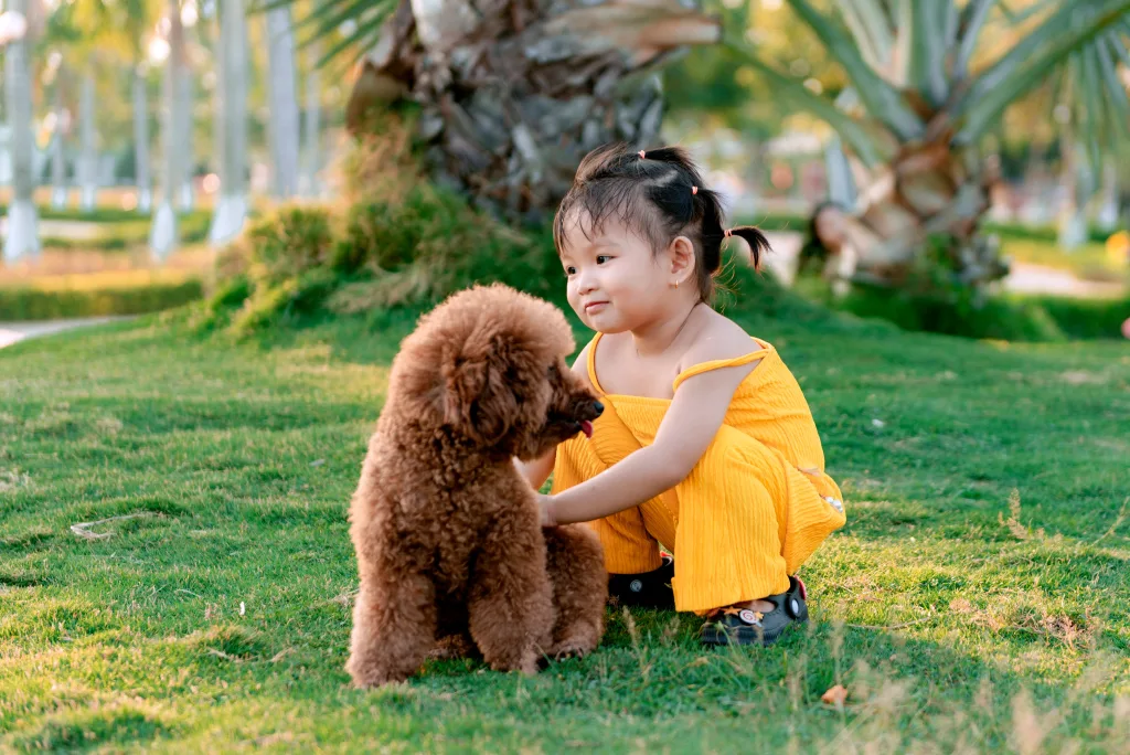 A young girl in yellow clothes plays with her poodle in a sunny park setting