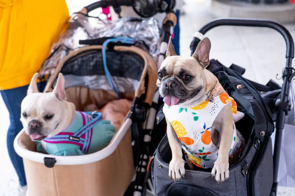 Japan's demographic crisis has reached a striking milestone: pets now outnumber children under 15 by more than two million