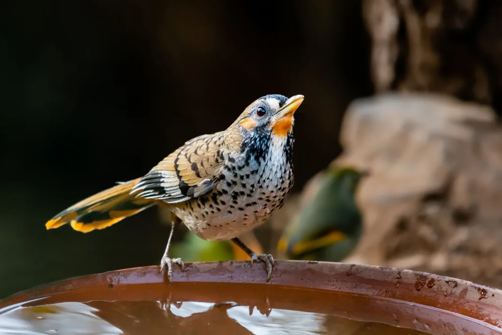 A spotted laughingthrush stands on the edge of a water bowl, captured in Sattal, India.
