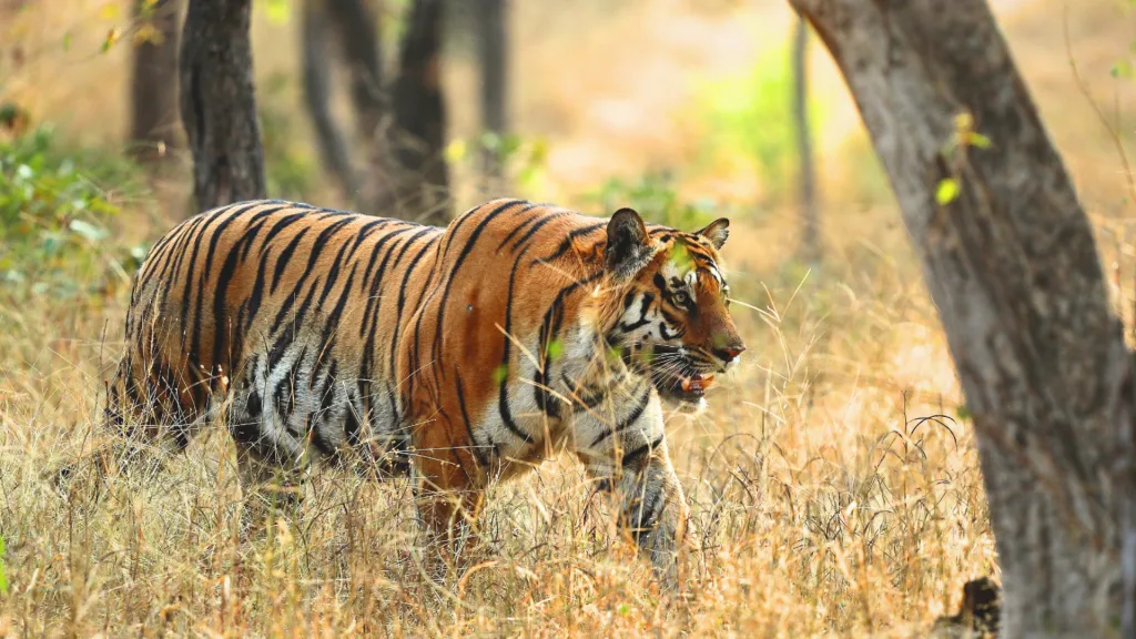 Women, wildlife and eco-tourism are powering Madhya Pradesh’s conservation revolution.