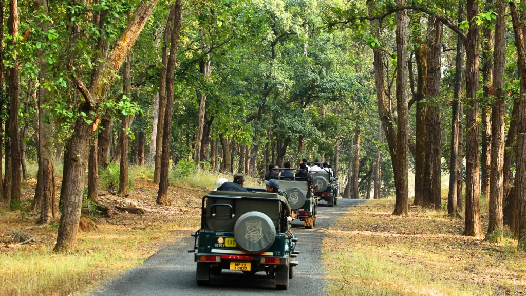 Community-led conservation has made Madhya Pradesh India’s ultimate Tiger State.
