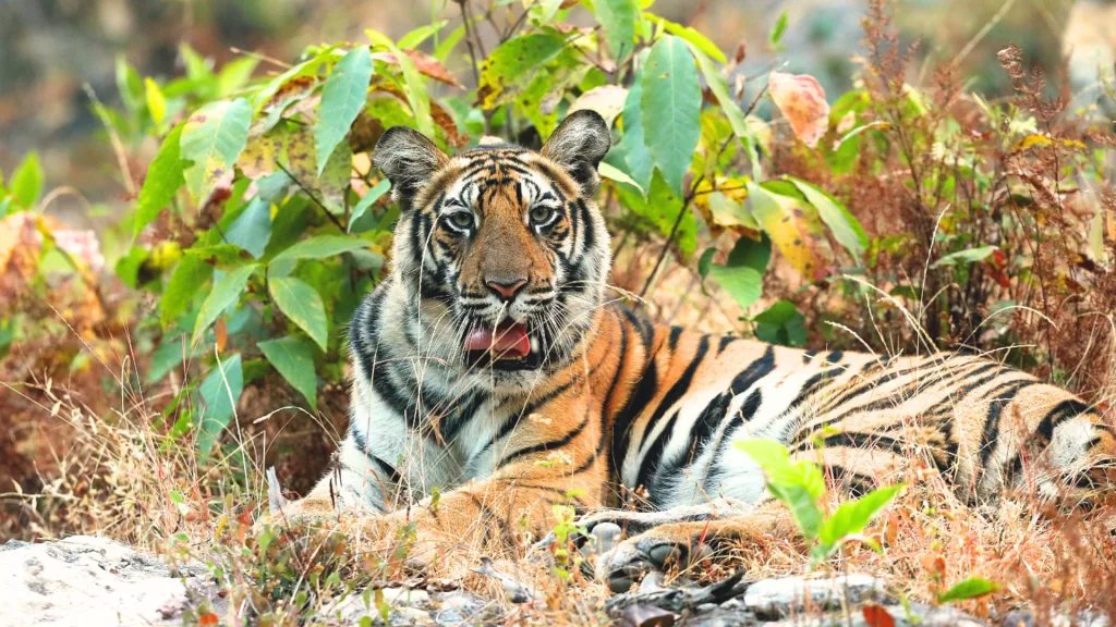 From Panna’s revival to 785 tigers, Madhya Pradesh is rewriting conservation success.