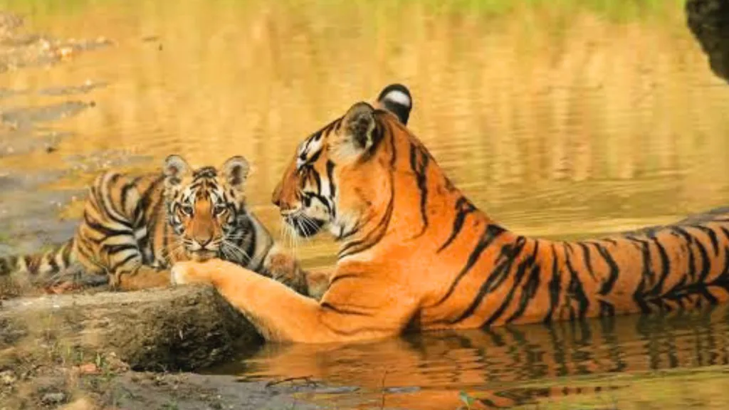 Madhya Pradesh is proving people and tigers can thrive together through conservation.