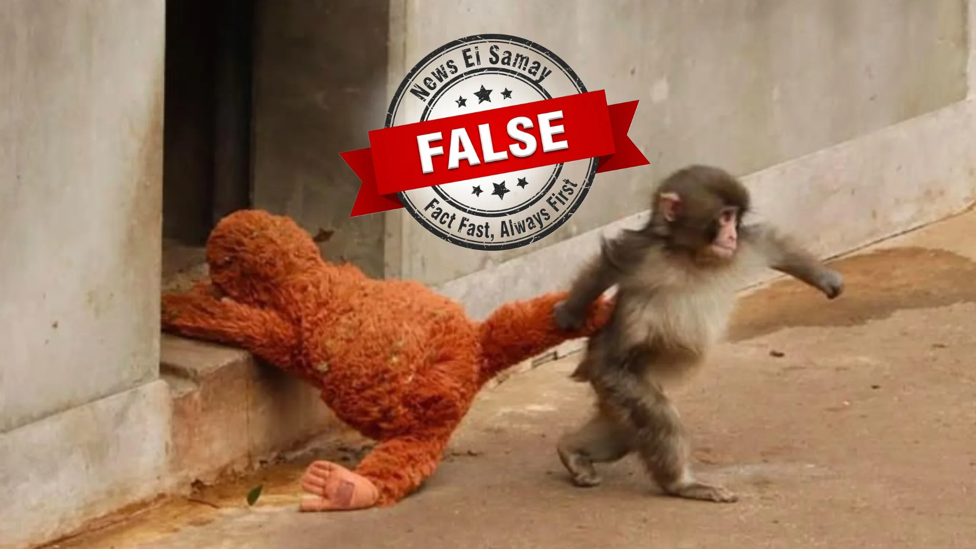 Fact Check: Is Punch the monkey dead? Here’s the truth behind the viral claims